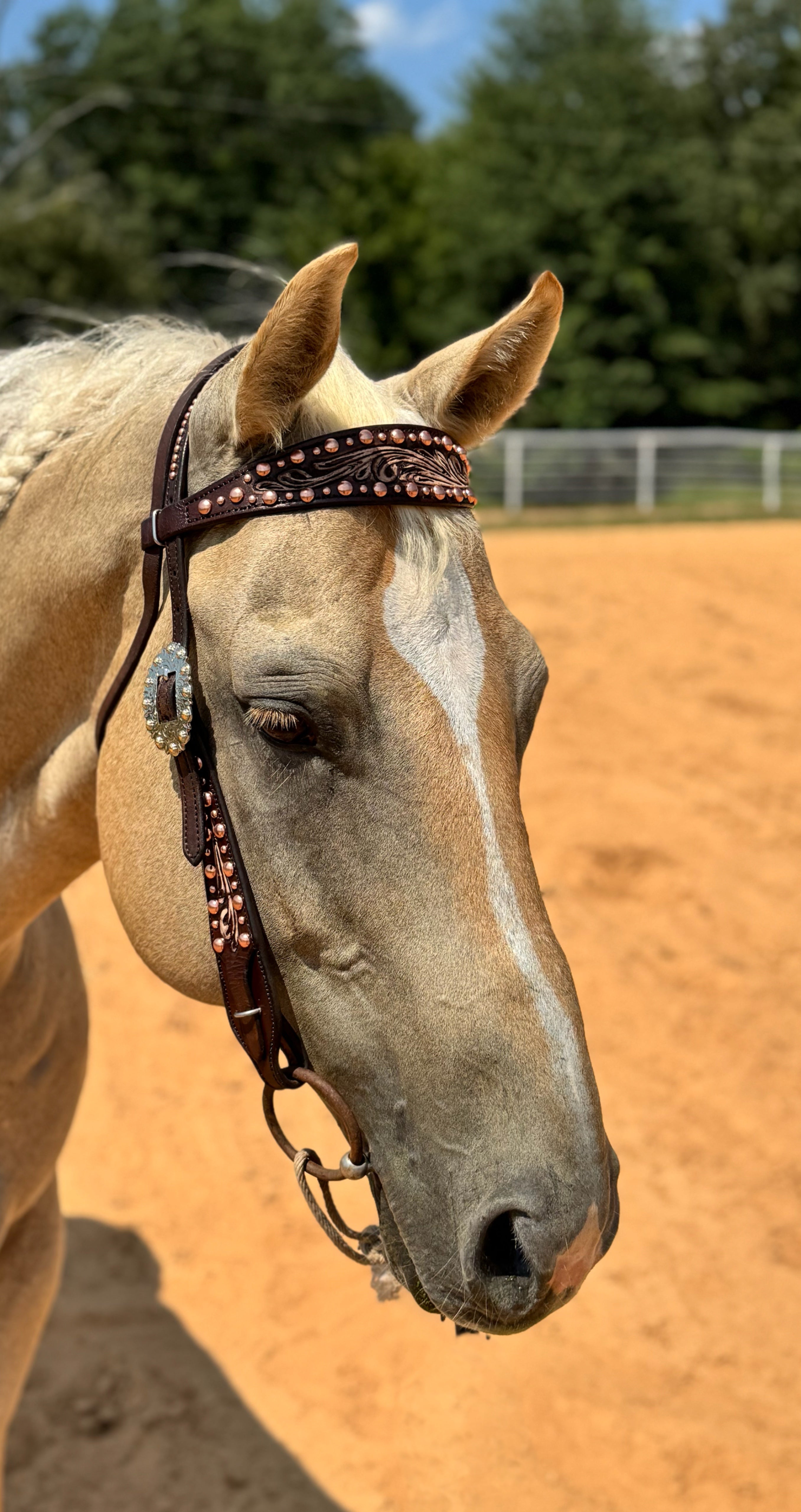 Gold Dot Headstall