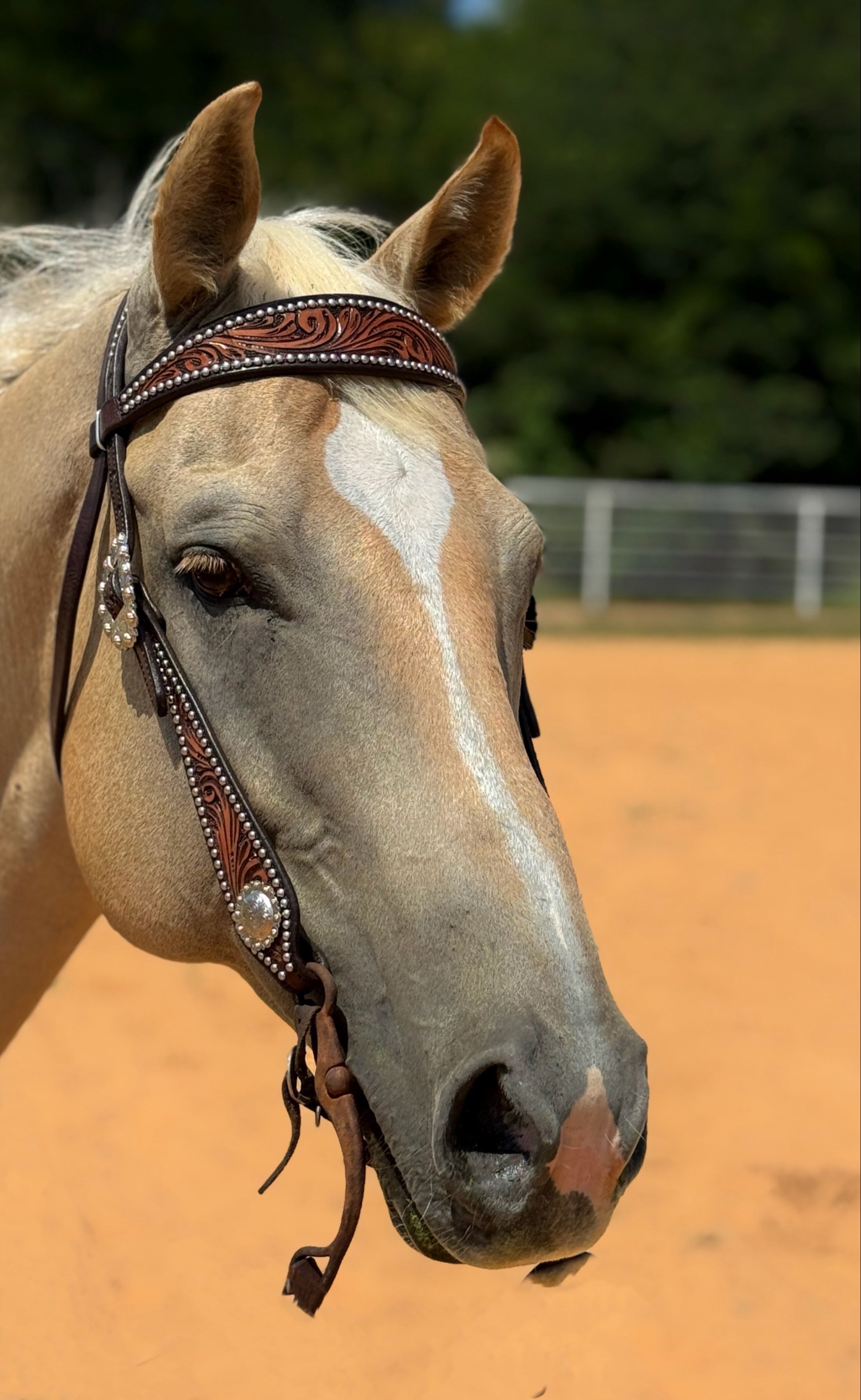 Silver Dot Headstall